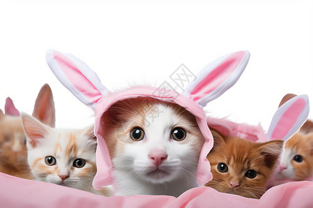 戴兔耳朵帽子的小猫图片