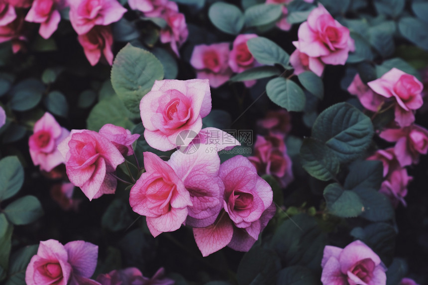 花园里的玫瑰花丛图片
