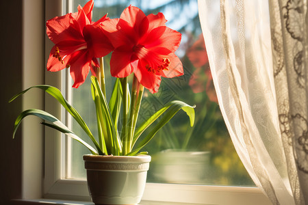 孤挺花一盆百合花背景