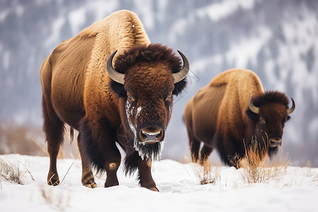 冬天雪地上的野牛群高清图片