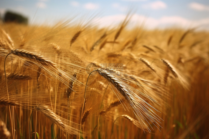农村的小麦种植田图片