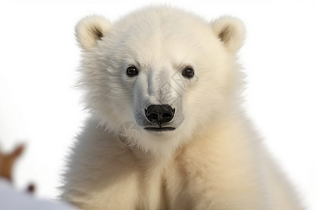 可爱的北极熊幼崽背景图片