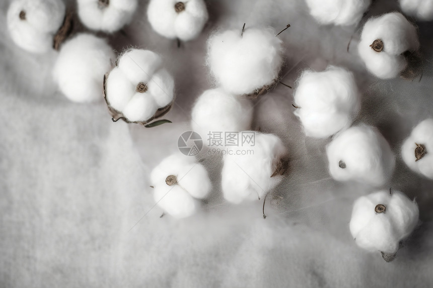 成熟的棉花桃图片