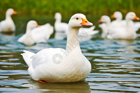 水里的鸭子一只白鸭游在湖中央背景