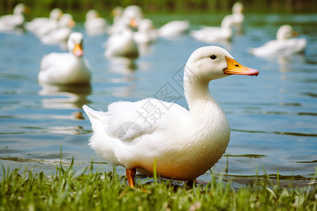 鸭子白草地上的白鸭背景