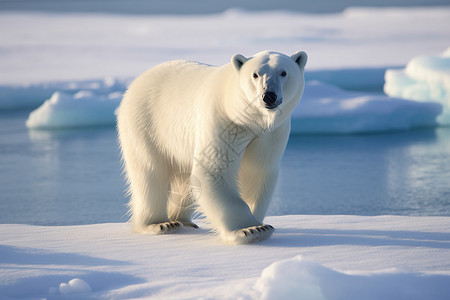 在南极洲的北极熊图片