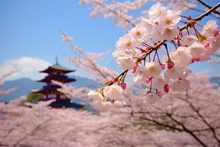 粉红色樱花树树枝上的樱花背景