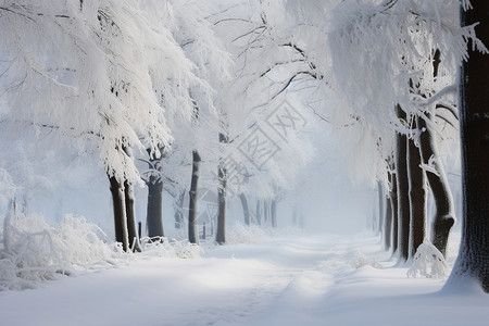 冰冻的桦树林景观图片