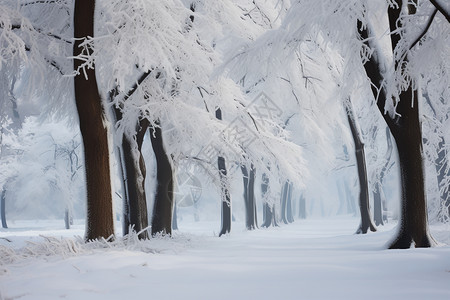 白雪皑皑的森林公园景观背景图片