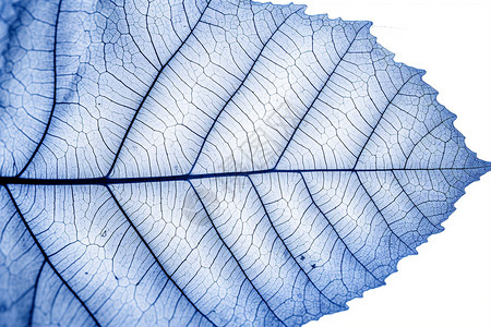 植物静脉结构图片