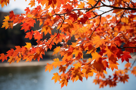 河边美丽的树叶图片