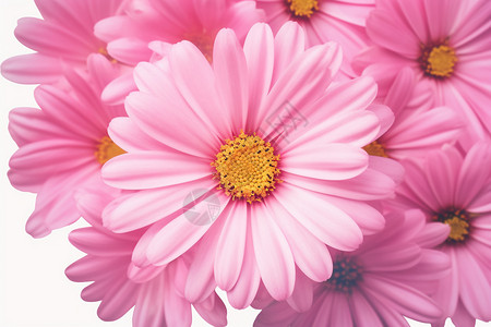 绽放的粉色花朵图片