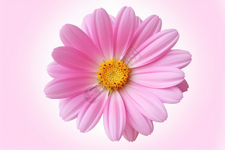 开花的小雏菊背景图片