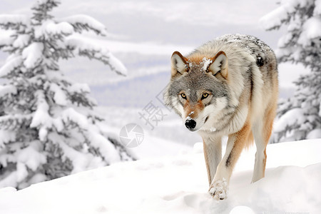 雪地上的野生动物高清图片
