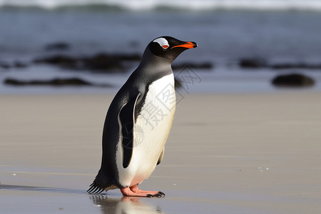 海滩上的企鹅背景图片
