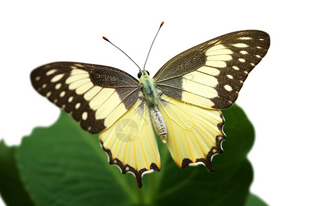 美丽的黄色蝴蝶图片