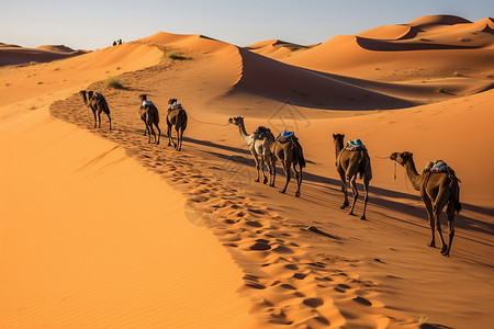 一群骆驼图片