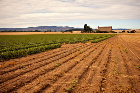 农村的农业图片