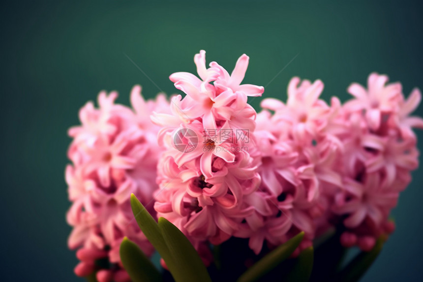 风信子开花图片