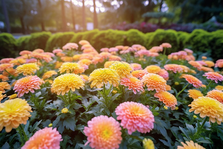 秋天大丽花秋天的菊花背景