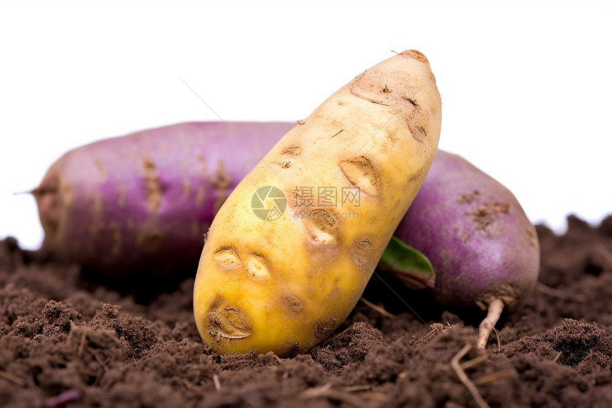 紫色马铃薯图片