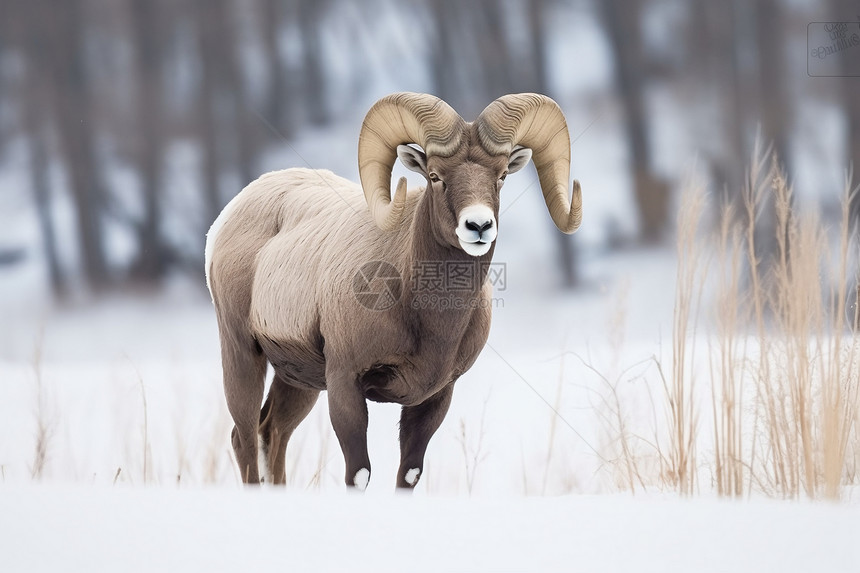 雪地里的大角羊图片
