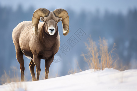 草食动物大角羊高清图片