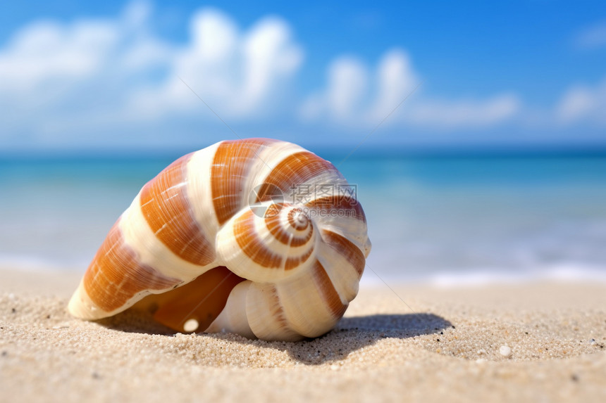 沙滩上的鹦鹉螺图片