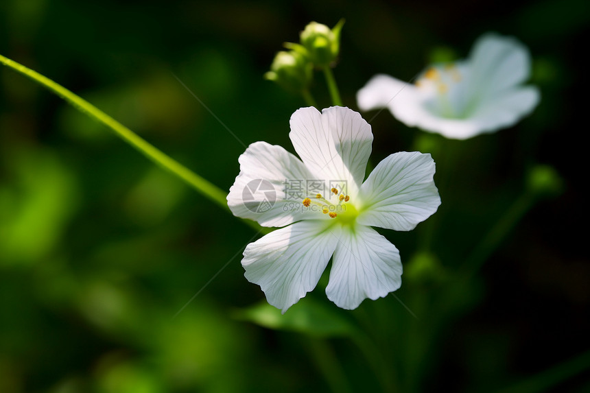 可爱的芙蓉花图片