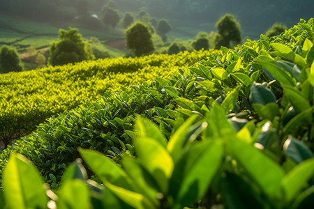 种植了很多茶叶的茶园图片