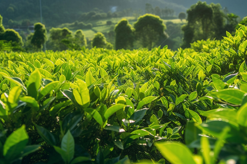 郁郁葱葱的茶园图片