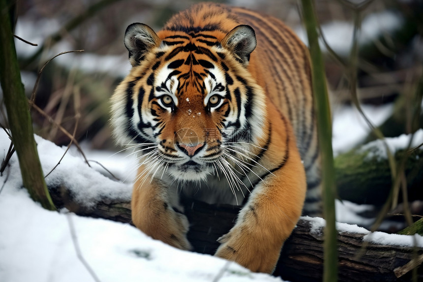 雪林中的老虎图片