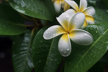 绿叶花朵上的雨滴图片