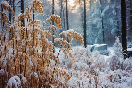 大寒来了地面上落满了雪背景