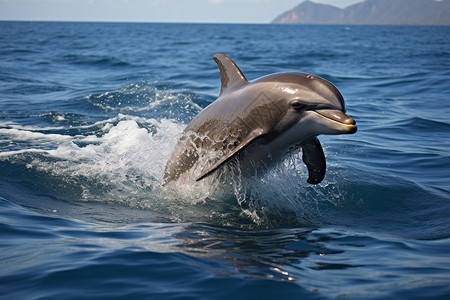 海豚跳出水面海洋中的动物海豚背景