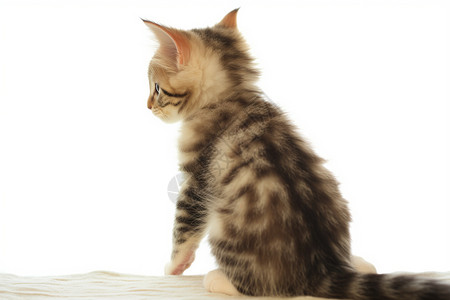 可爱小巧的猫咪背景图片