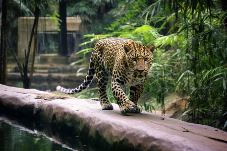 圈养的哺乳动物豹子图片