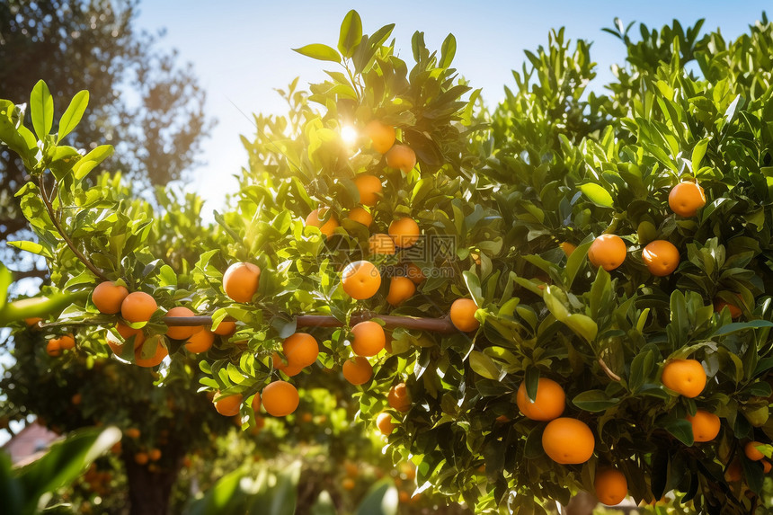 果园中成熟的柑橘图片