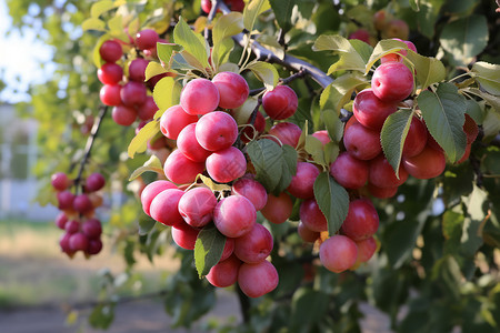 农场中种植的樱桃树背景图片