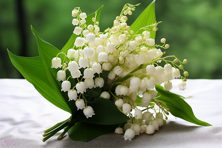 新鲜的白色花朵图片