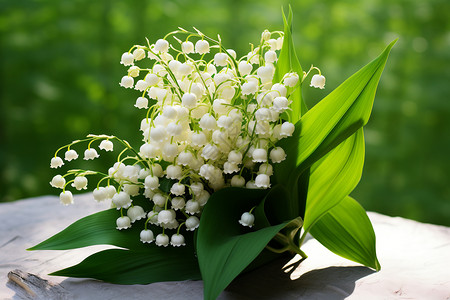 春天美丽的白色花朵图片