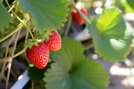 好吃的草莓图片