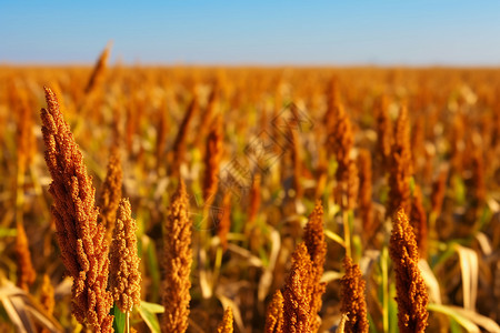 农场中的成熟小麦作物图片