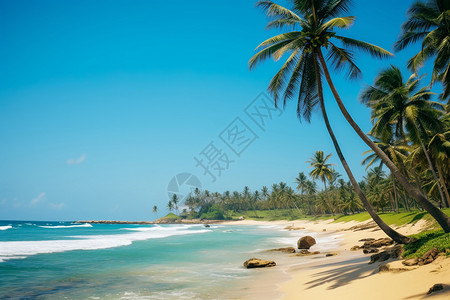 有椰子树的海滩背景图片