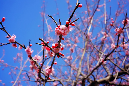 桃花岭公园盛开的美丽桃花背景