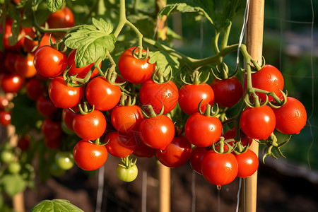 果园中成熟的番茄果实图片