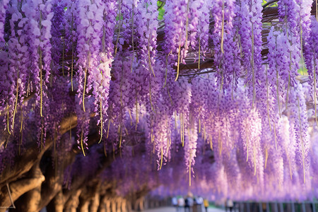 好看的紫藤花背景图片