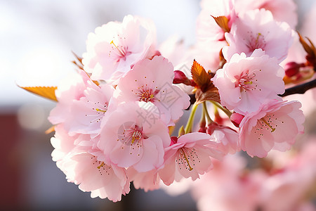 春天户外盛开的桃花图片