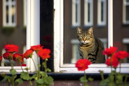 窗台上的宠物猫图片