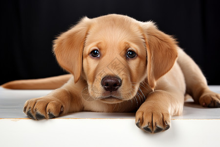 可爱的金毛幼犬背景图片
